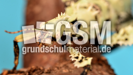 Australische Gespenstschrecke (14).jpg